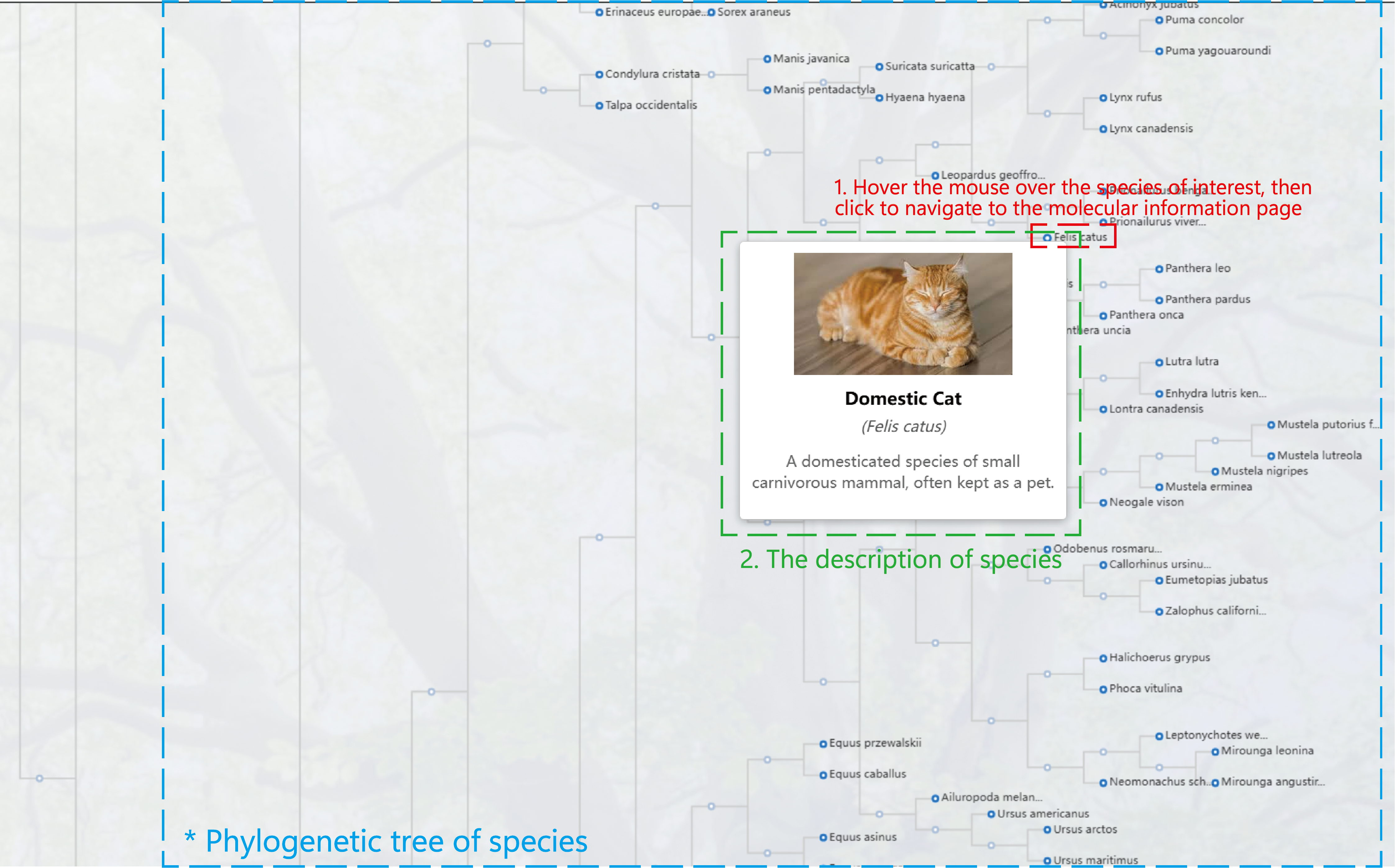 Phylogeny of organisms