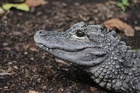 Species Alligator_sinensis