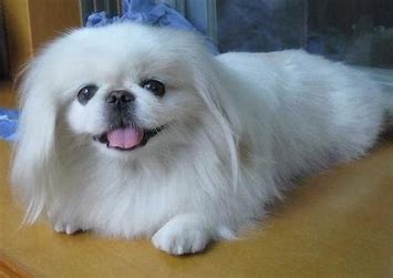 Species Canis_lupus_familiaris