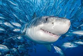 Species Carcharodon_carcharias