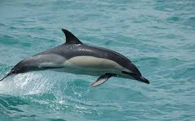 Species Delphinus_delphis