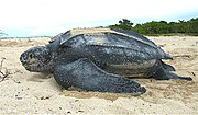 Species Dermochelys_coriacea
