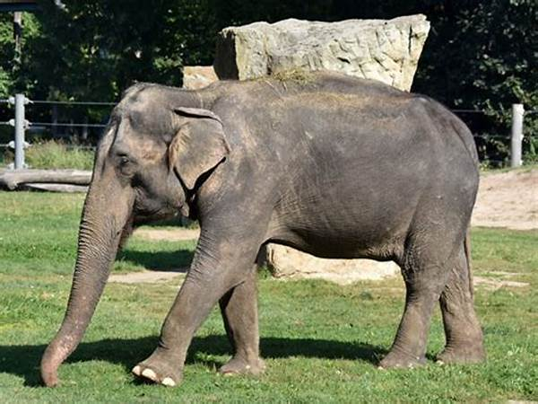 Species Elephas_maximus_indicus