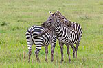 Species Equus_quagga