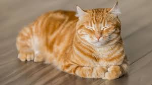 Species Felis_catus