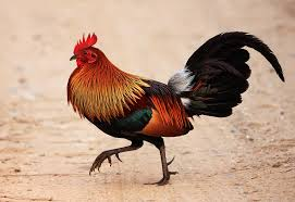 Species Gallus_gallus
