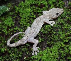 Species Gekko_japonicus
