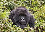 Species Gorilla_gorilla_gorilla