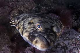 Species Hippoglossus_hippoglossus