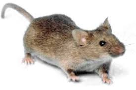 Species Mus_musculus