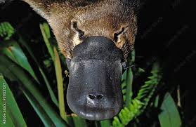 Species Ornithorhynchus_anatinus