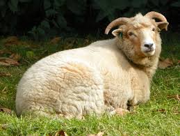 Species Ovis_aries