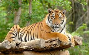 Species Panthera_tigris
