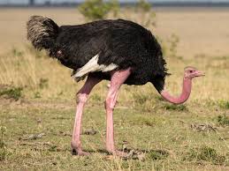 Species Struthio_camelus