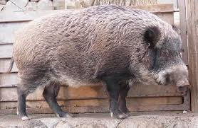 Species Sus_scrofa